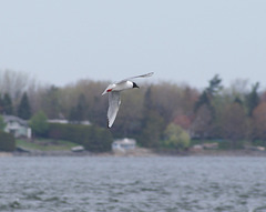 mouette de Bonaparte / Bonaparte's gull