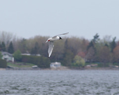 mouette de Bonaparte / Bonaparte's gull