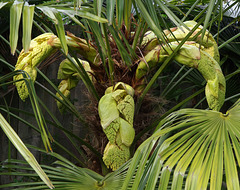 Chusan palm in 'bud'