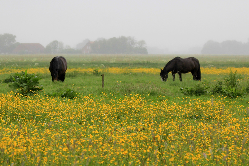Friedlich äsend im Frühnebel