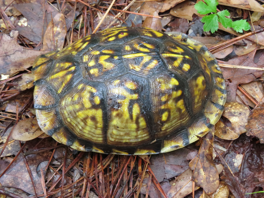 Box turtle - Terrapene carolina