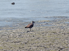 20170519 1669CPw [H] Kiebitz, Nationalpark Fertö-Hansag, Neusiedler See