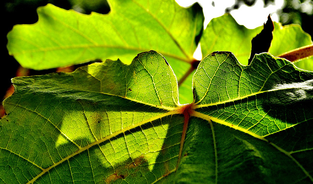 Fig Leaf....To Cover Your Modesty!!