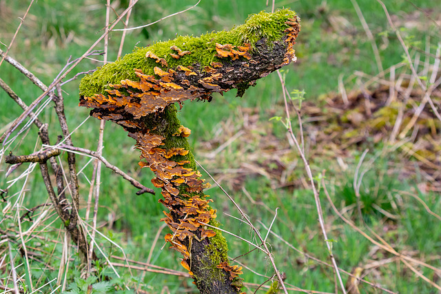 Moss and Fungus