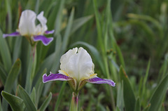 Iris SDB Making Eyes