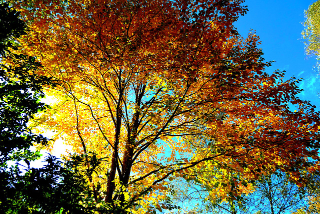 Pépites d'automne