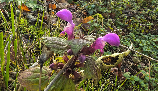 20200119 6400CPw [D~LIP] Gefleckte Taubnessel (Lamium maculatum), UWZ,  Bad Salzuflen