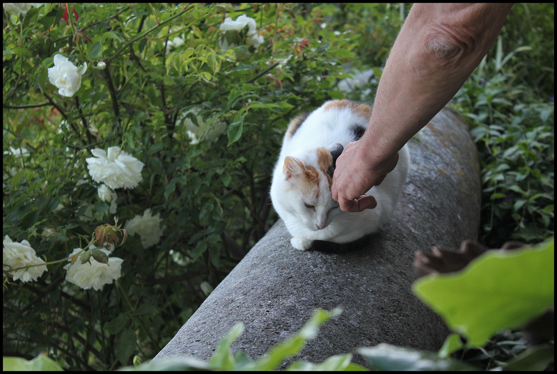 Petit calin