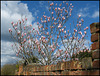 magnolia and sky