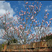 magnolia and sky