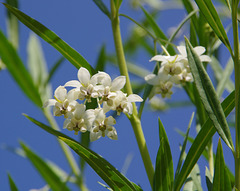 Milkweed