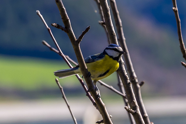 Blue Tit