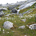 Mountainous Dandelions