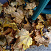 Hose with leaves