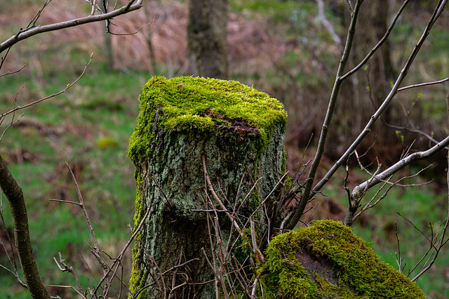 Mossy Tree