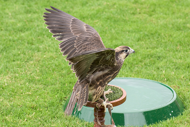 Cathedral falconry 1