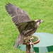 Cathedral falconry 1