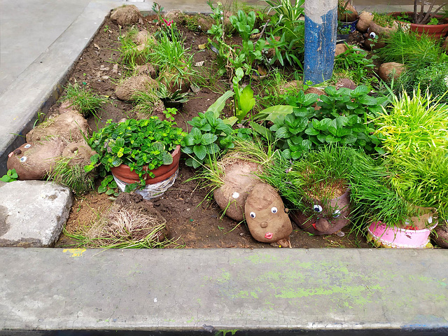 PIP! The "garden" in the Antonia Moreno de Cáceres school in El Augustino