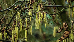 20200119 6401CPw [D~LIP] Gemeine Hasel (Corylus avellana), UWZ,  Bad Salzuflen