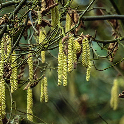 20200119 6401CPw [D~LIP] Gemeine Hasel (Corylus avellana), UWZ,  Bad Salzuflen