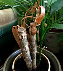 Mini Bamboo