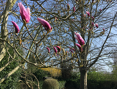 Magnolia