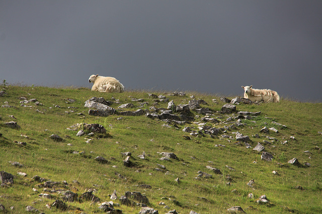 Carnau Gwynion