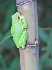 Green treefrog (Dryophytes cinereus)