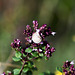 Bouquet garni :-)