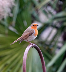 Robin