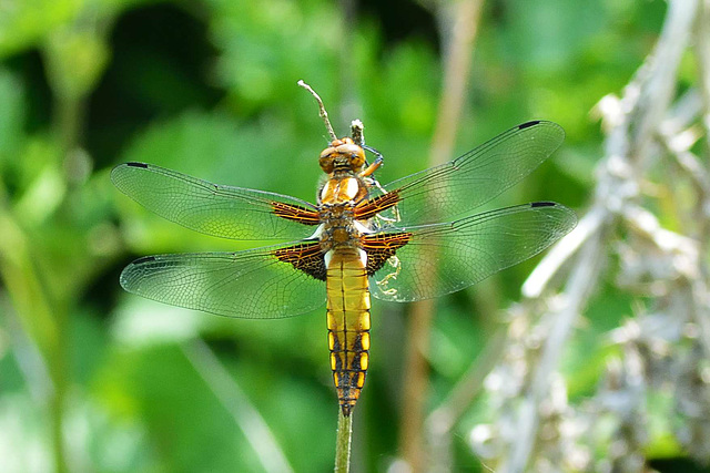 Broad-bodied Chaser m 10 (Libellula depressa)