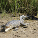 Saltwater Crocodile