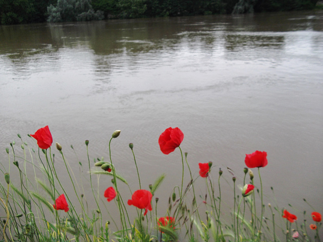 Des coquelicots bordant la Seine