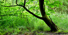 Gosforth Woods