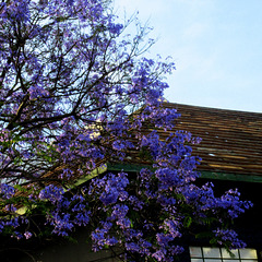 Jacaranda mimosifolia