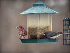 Can't get enuff o' that coloured finch