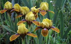 Iris SDB Gypsy Boy (1)