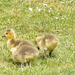 Goose Goslings