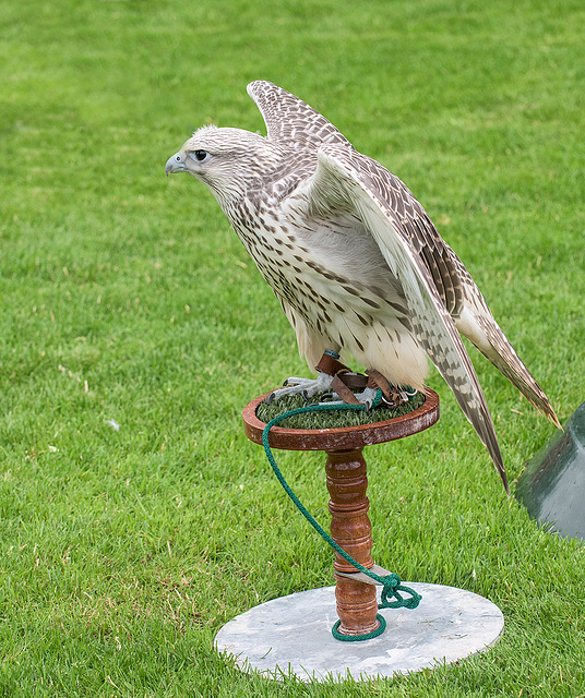 Cathedral falconry 2