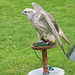 Cathedral falconry 2