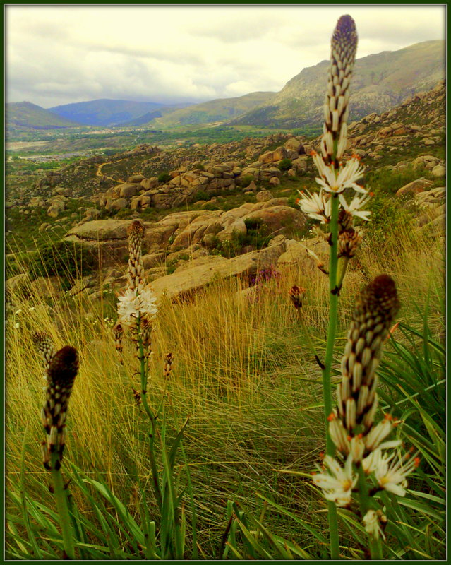 Asphodel in the wild.