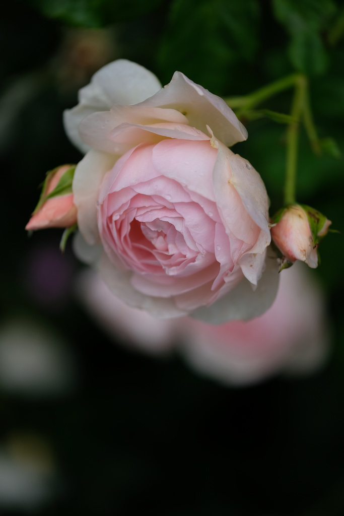DSCF0451