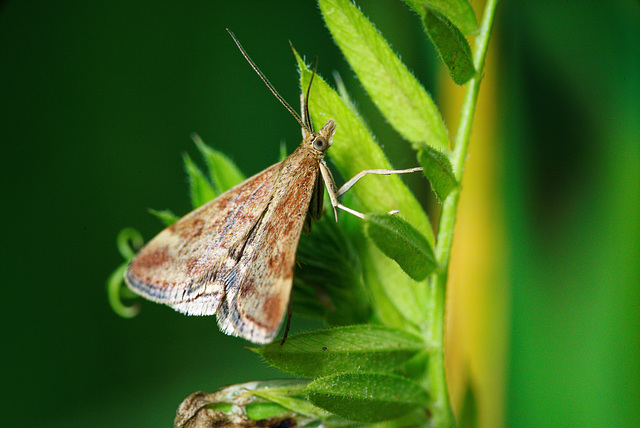 20.06.14 Laubholzmotte