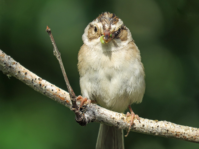 Clay-coloured Sparrow with a beak full of insects