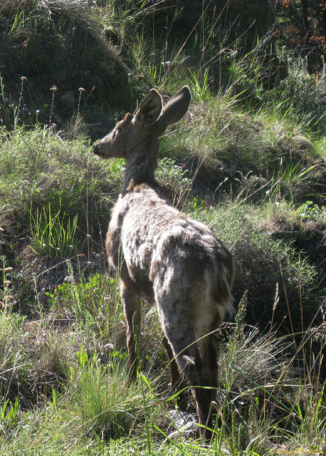 Huemul - "Andenhirsch"