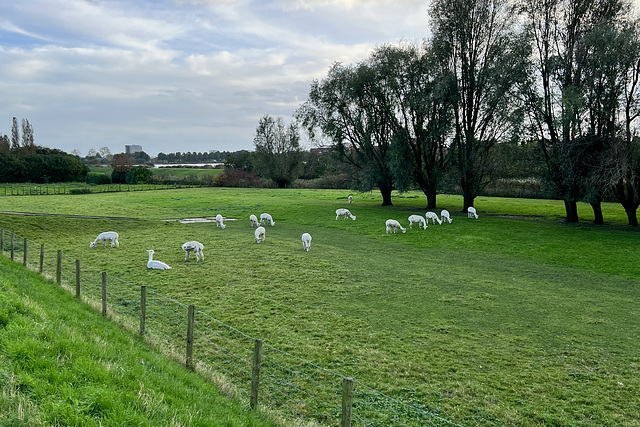 Alpacas