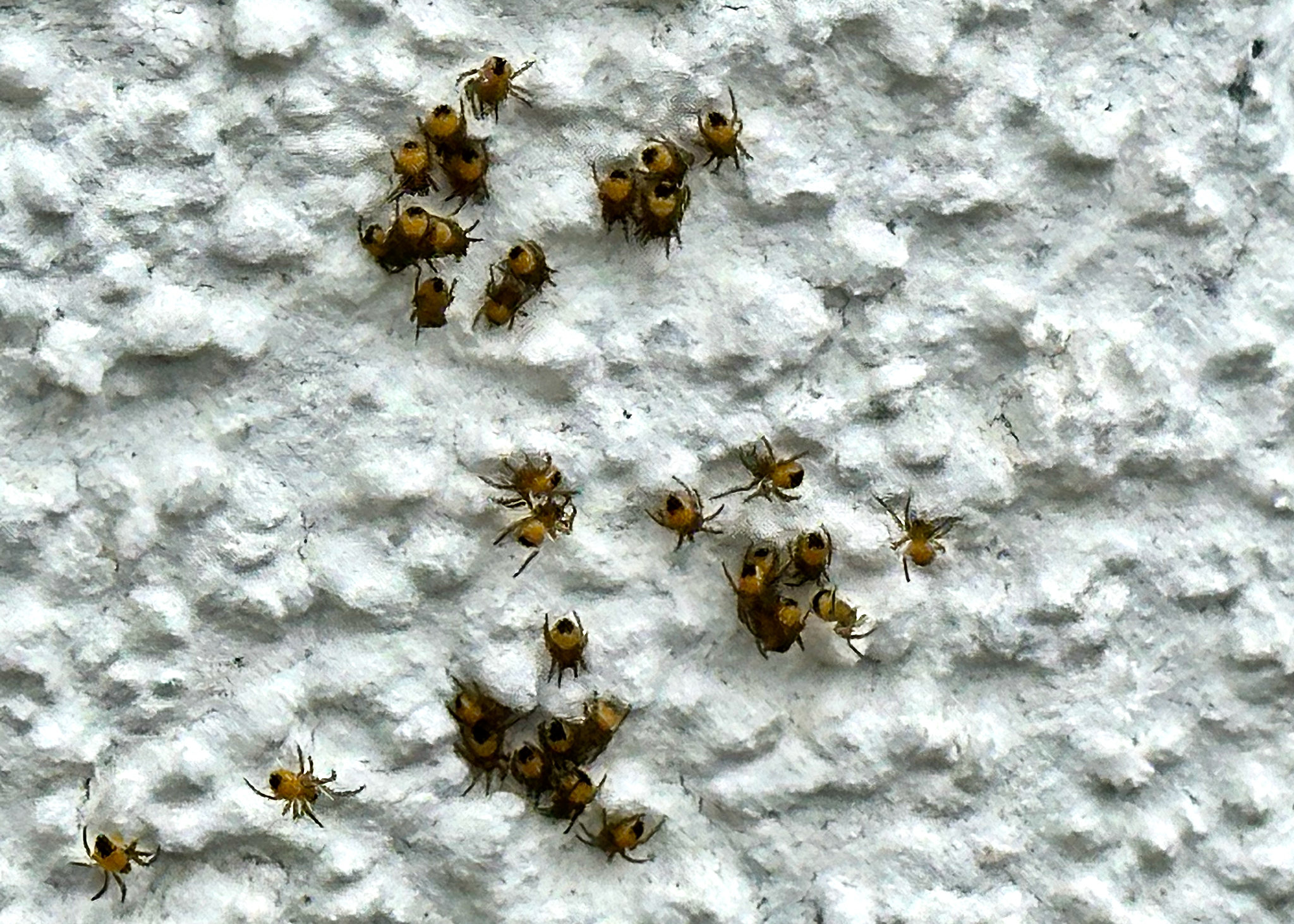 Eben entdeckt an einer Hauswand.....