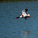 Shelduck