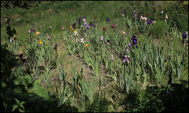 Carré d'iris