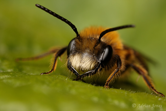 Solitary Bee 001